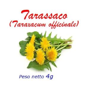 Tarassaco_fronte
